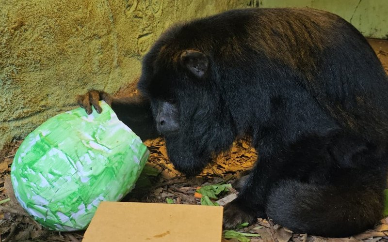 Ações de enriquecimento ambiental no Gramadozoo