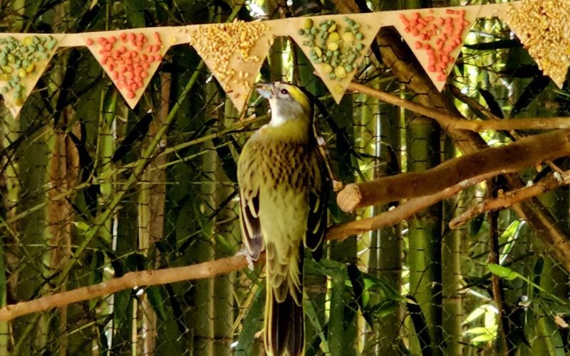 Ações de enriquecimento ambiental no Gramadozoo