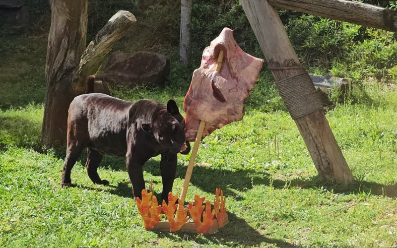Ações de enriquecimento ambiental no Gramadozoo