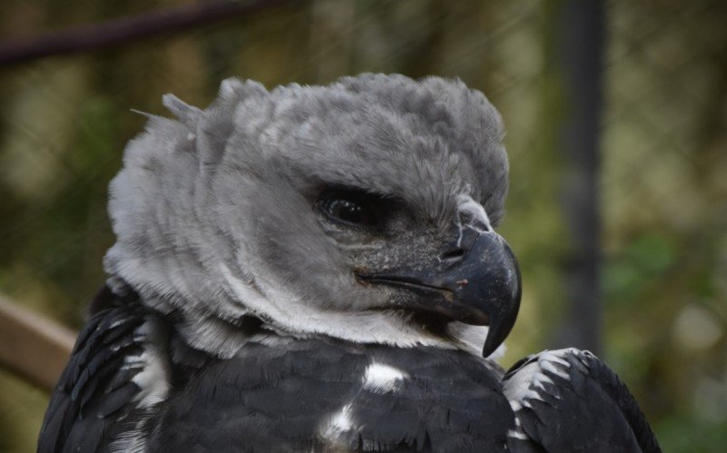 Harpia chegou ao Zoológico de Sapucaia do Sul vinda do Pará