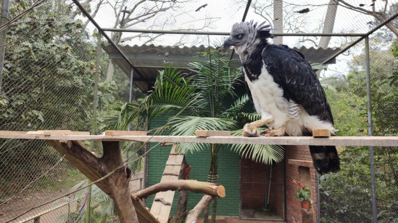 VOTAÇÃO: Zoológico de Sapucaia do Sul escolhe nome da harpia