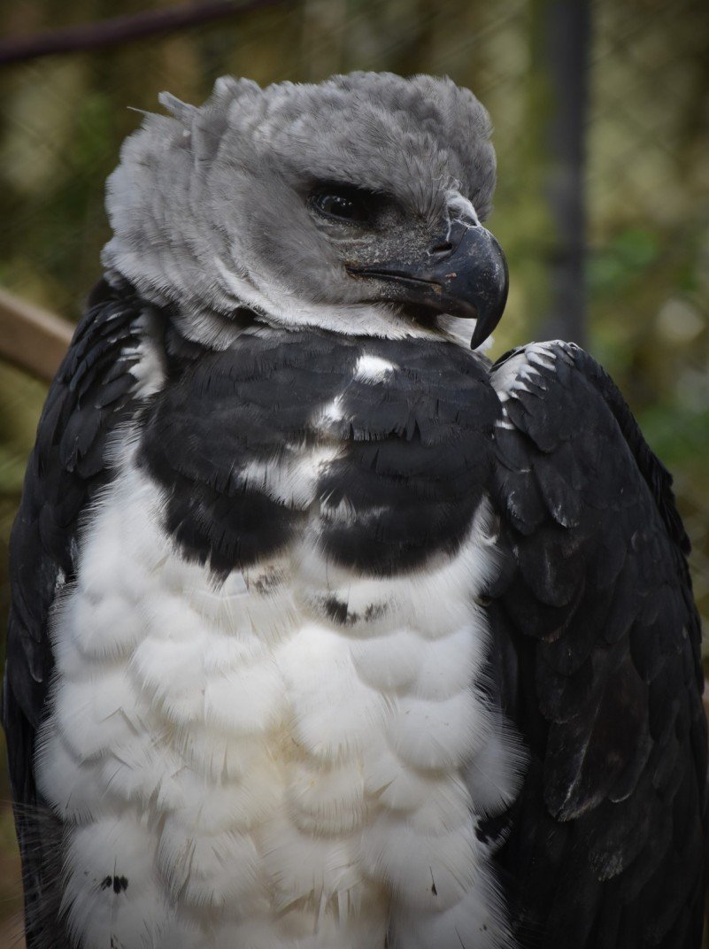 Harpia é novo morador do Zoológico de Sapucaia do Sul