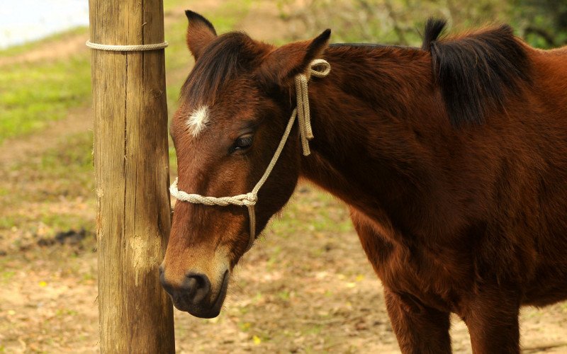 Animais encontrados abandonados acabaram resgatados e levados para o Centro do Bem-Estar Animal de Nova Santa Rita | abc+