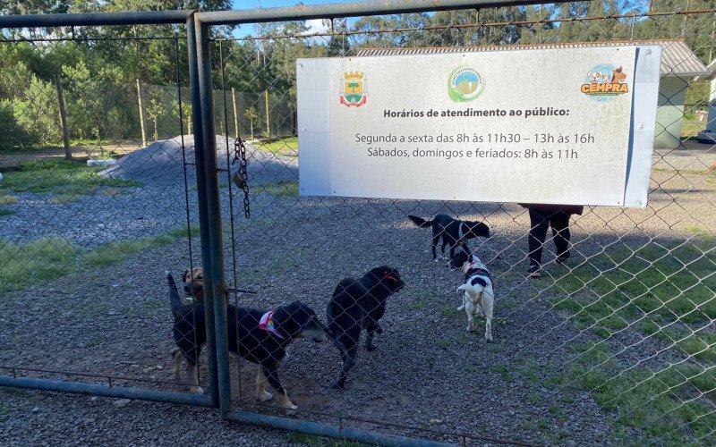 Cempra em Canela