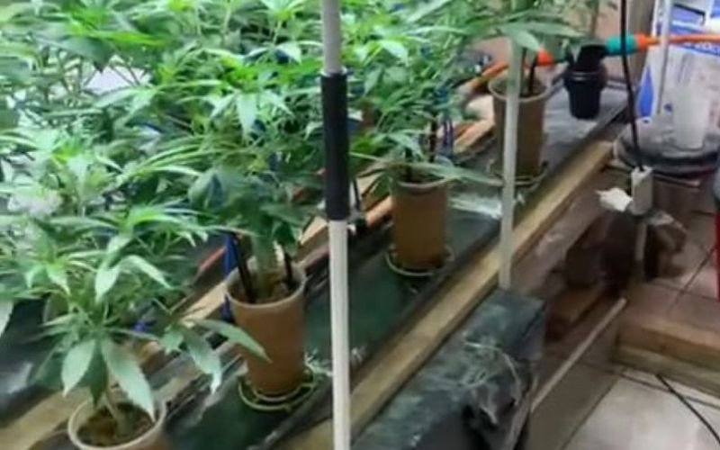 Plantação de maconha é descoberta em residência e morador é preso | abc+