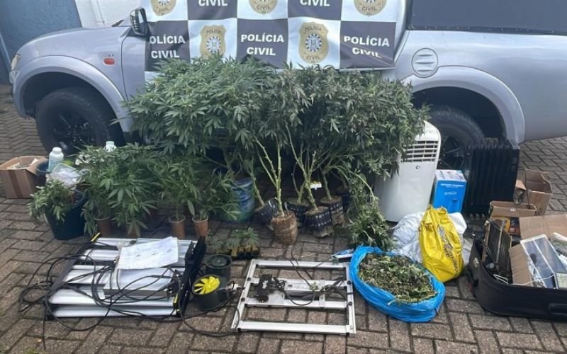 Plantação de maconha é descoberta em residência e morador é preso