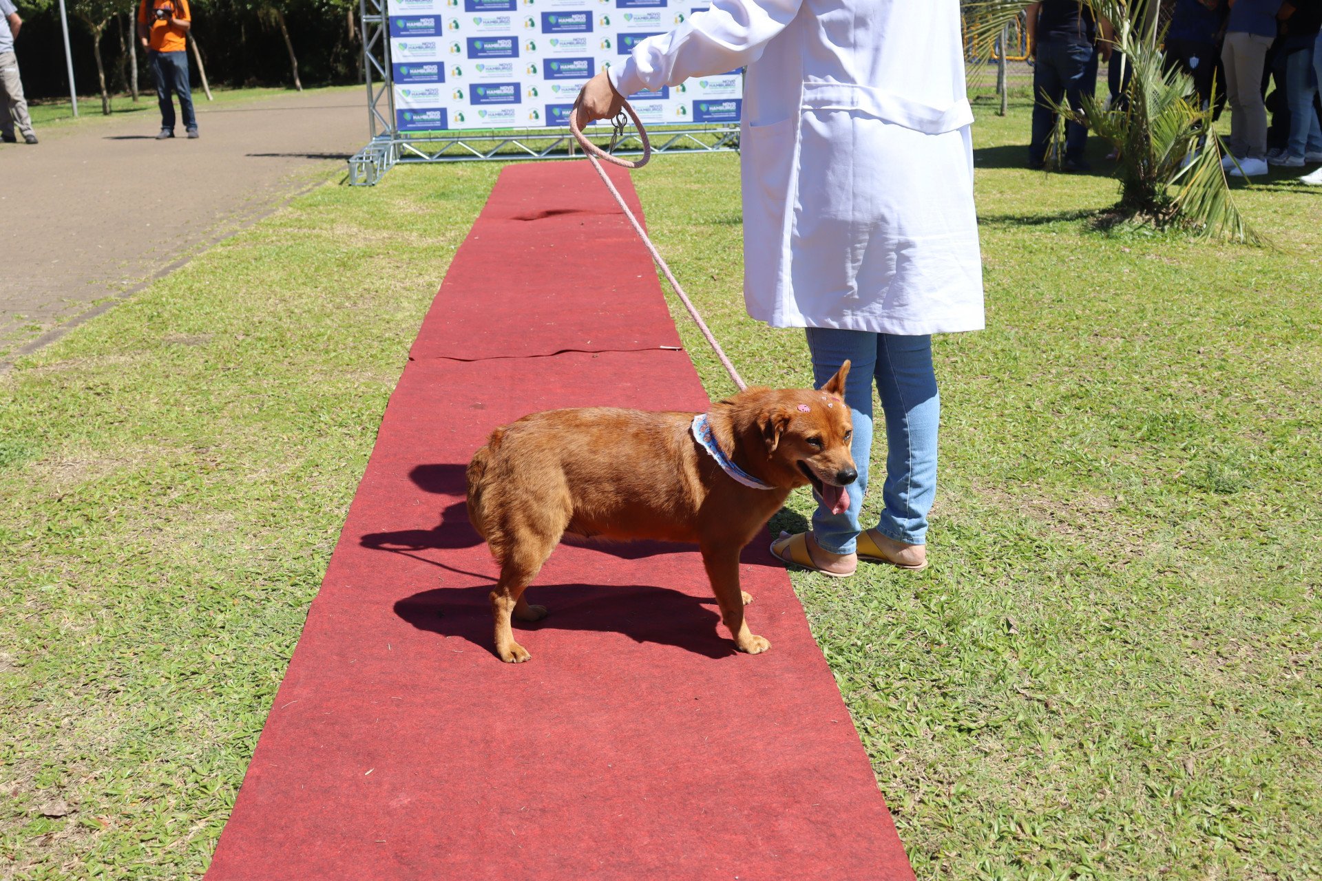 VÍDEO: Plataforma amplia o acesso à adoção de pets em Novo Hamburgo