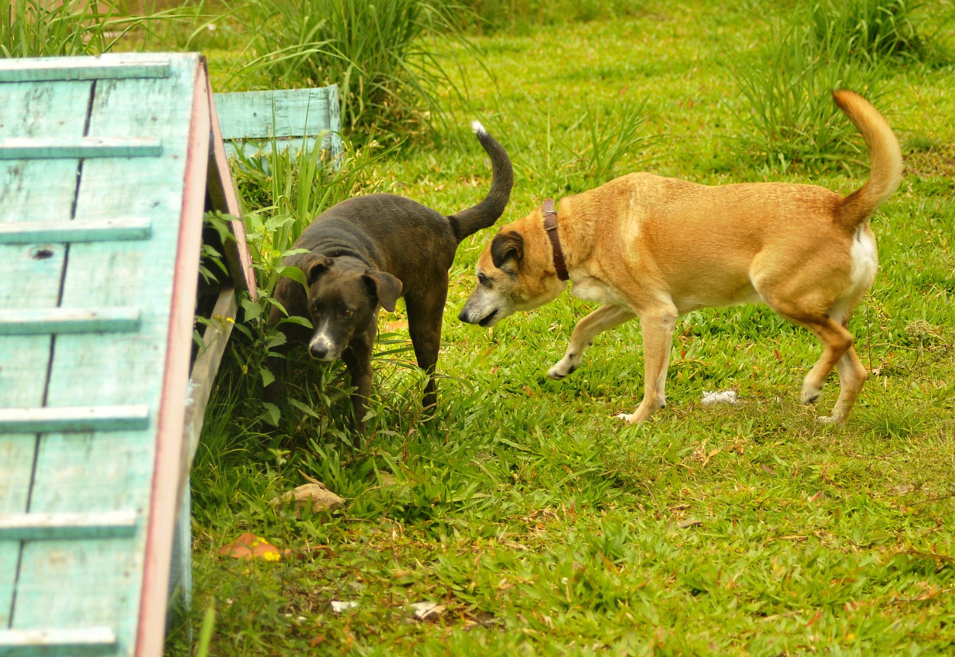 ABRIGO PALMIRA GOBBI: Cães da enchente esperam por um lar até outubro; veja como adotar