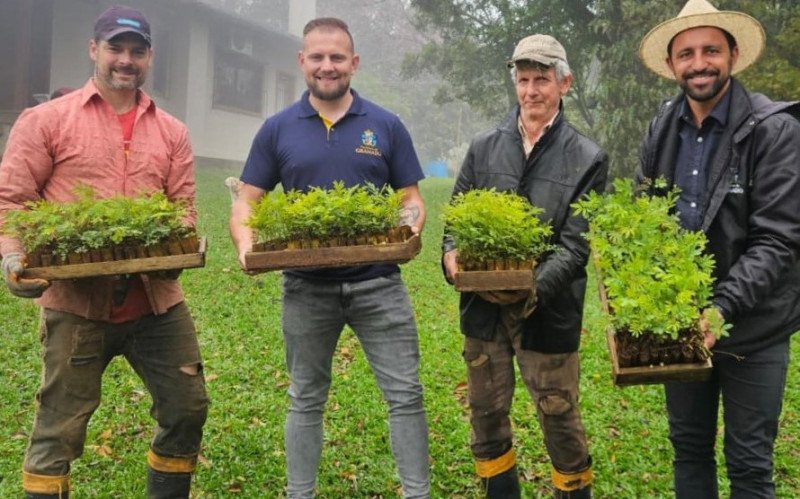 Agricultores ganham reforço com mais de 200 mil mudas de Acácia Negra 