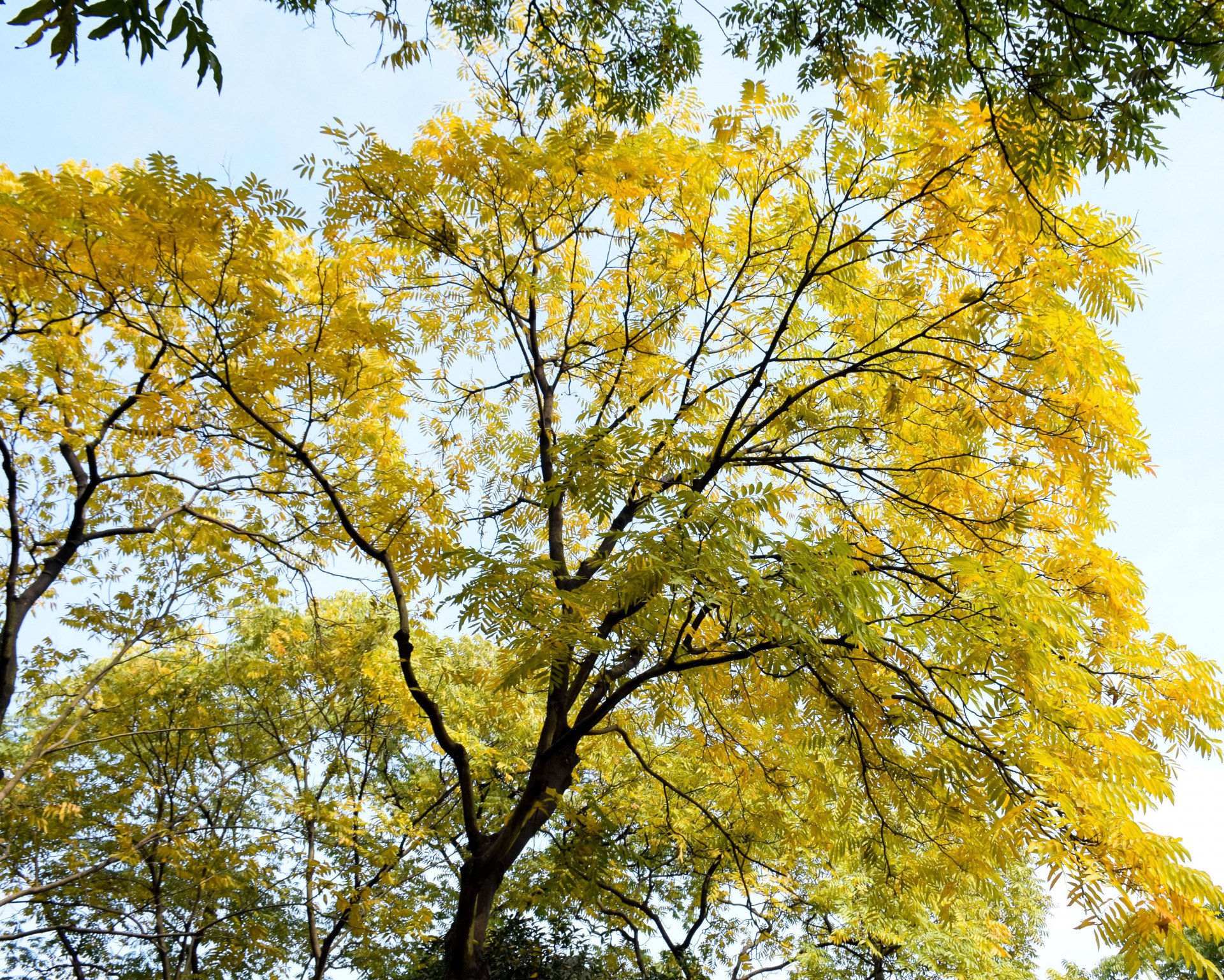 Descubra 3 plantas nativas que deixam a primavera mais colorida e ainda contribuem com a sustentabilidade