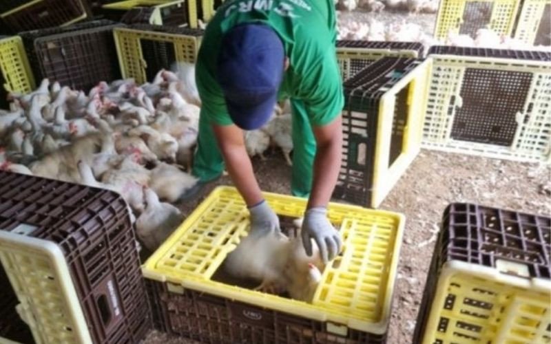 Justiça do Trabalho concede liminar em ação do MPT contra JBS por exploração de trabalhadores na apanha de aves | abc+