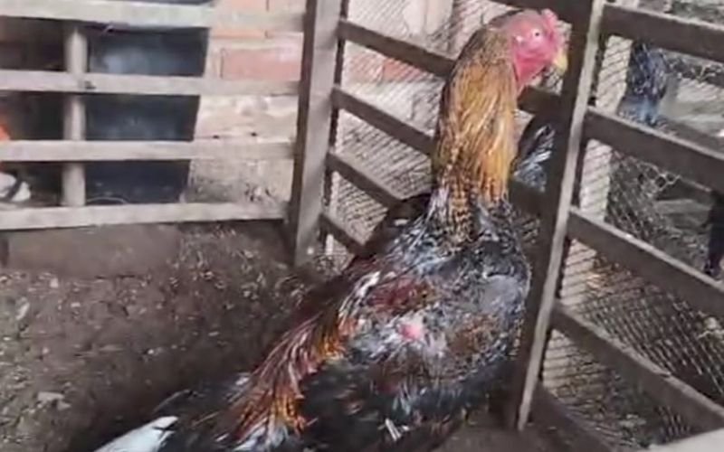 Polícia caça ladrão de veículos e acha rinha de galos em Novo Hamburgo 
