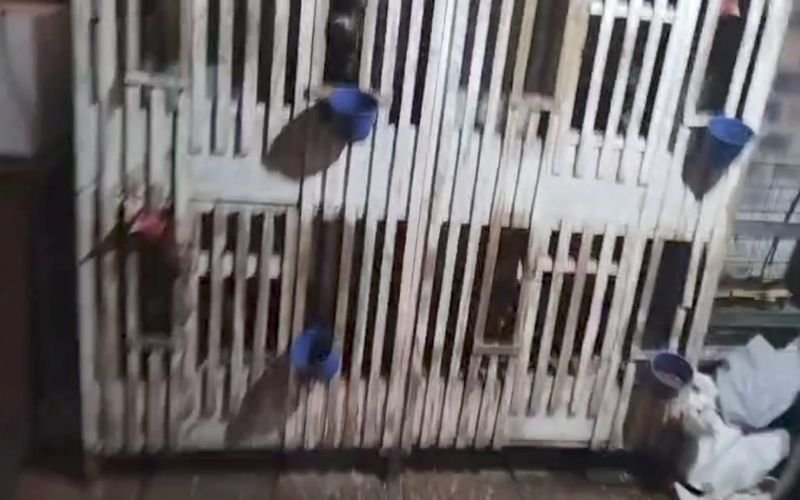 Polícia caça ladrão de veículos e acha rinha de galos em Novo Hamburgo 
