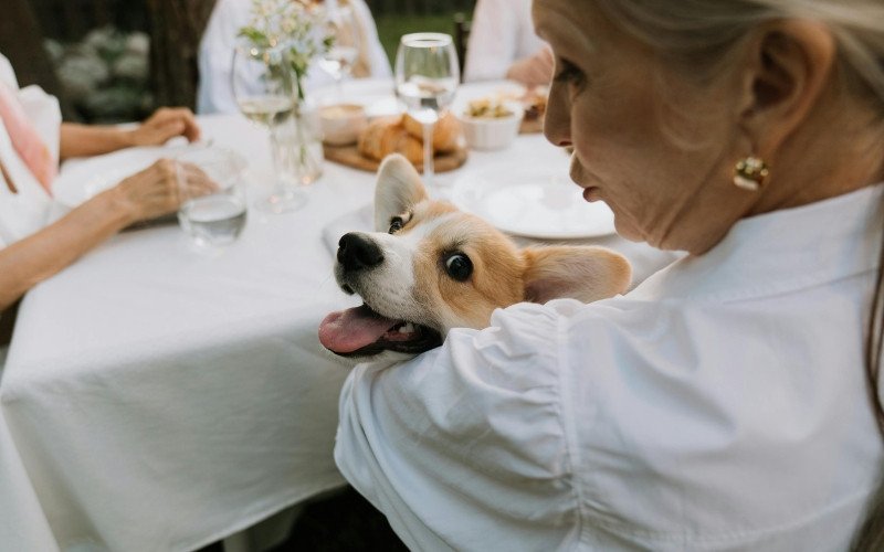 Pets estão ganhando cada vez mais espaço nas famílias brasileiras  | abc+
