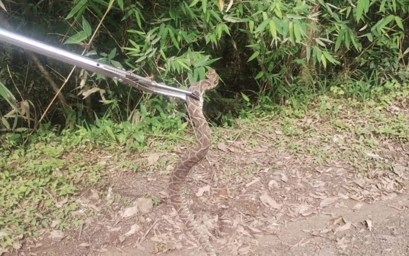 "Escutaram o barulho do chocalho": Cobra cascavel é capturada em casa do Vale do Sinos