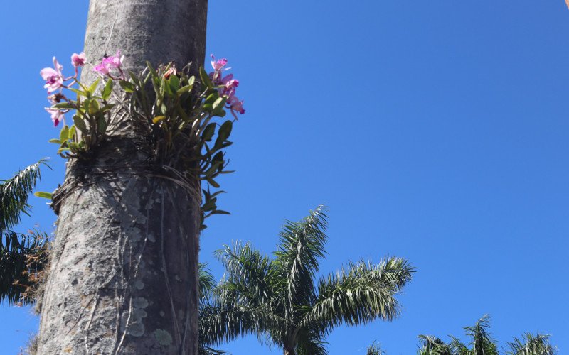 Símbolo de Campo Bom, Orquídea Cattleya intermedia encanta comunidade; veja quando terá novo plantio