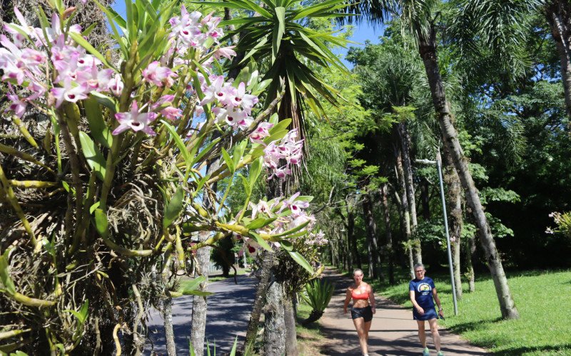 Orquídeas transformam Campo Bom em uma cidade florida