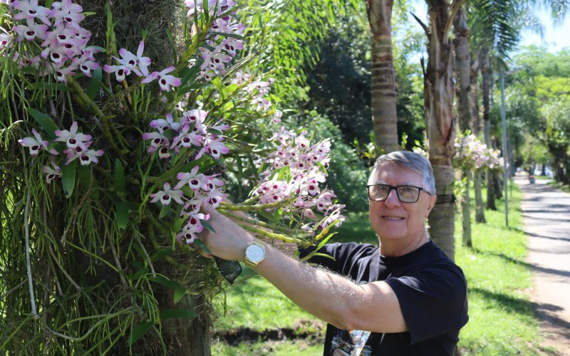 Orquídeas transformam Campo Bom em uma cidade florida. Na foto, Solandir mostra uma das espécies cultivada na cidade