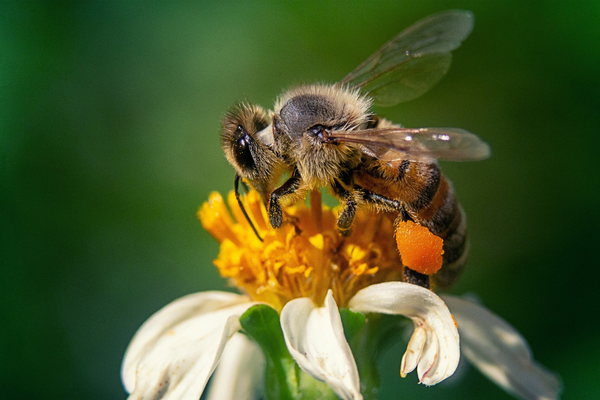 Primavera eleva o número de abelhas em áreas urbanas; saiba como evitar ataques