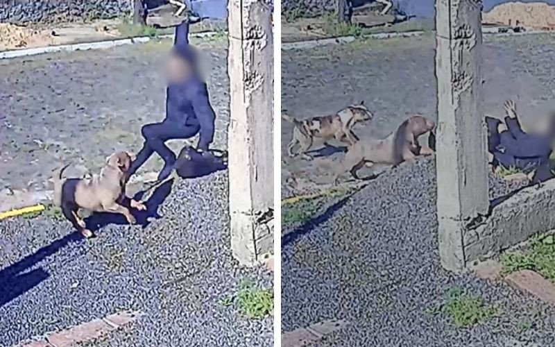 Três pit bulls soltos na rua atacam mulher em Sapiranga | abc+