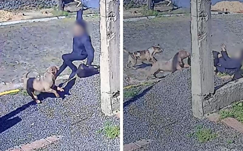 VÍDEO: Pitbulls soltos na rua atacam mulher no Vale do Sinos