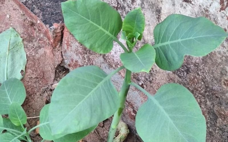 Planta tóxica Nicotiana Glauca | abc+