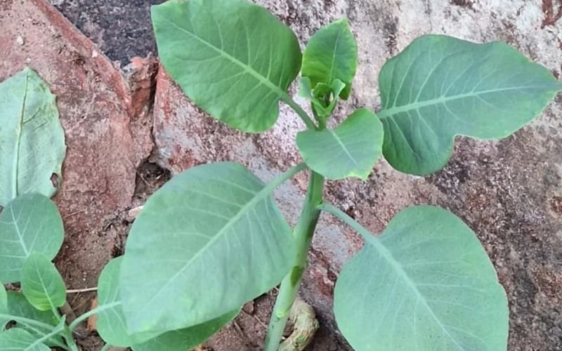 Morre mulher de 37 anos internada após ingerir planta tóxica confundida com couve