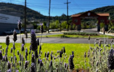 Rota da Lavanda: Veja a lista de 15 lugares para conhecer em Morro Reuter e experimentar gastronomia e lazer