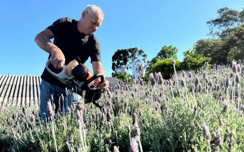 Celso Schuck (Lavandas do Morro) é um dos agricultores responsáveis por um dos lavandarios de Morro Reuter  | abc+