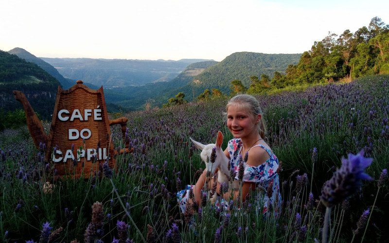 Visitantes podem experimentar receitas com vista para um lavandario no Café do Capril | abc+