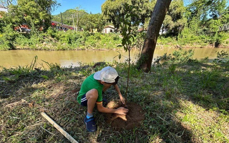 Estudantes de Igrejinha plantam árvores às margens do Rio Paranhana para ajudar na recuperação da encosta após as enchentes de 2024