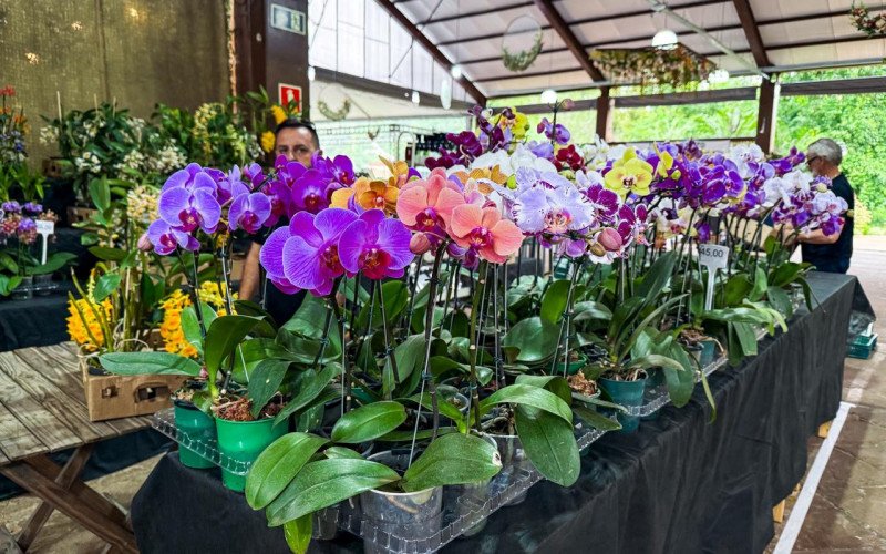 Preparação para a 18ª Feira das Flores de Ivoti já começou | abc+