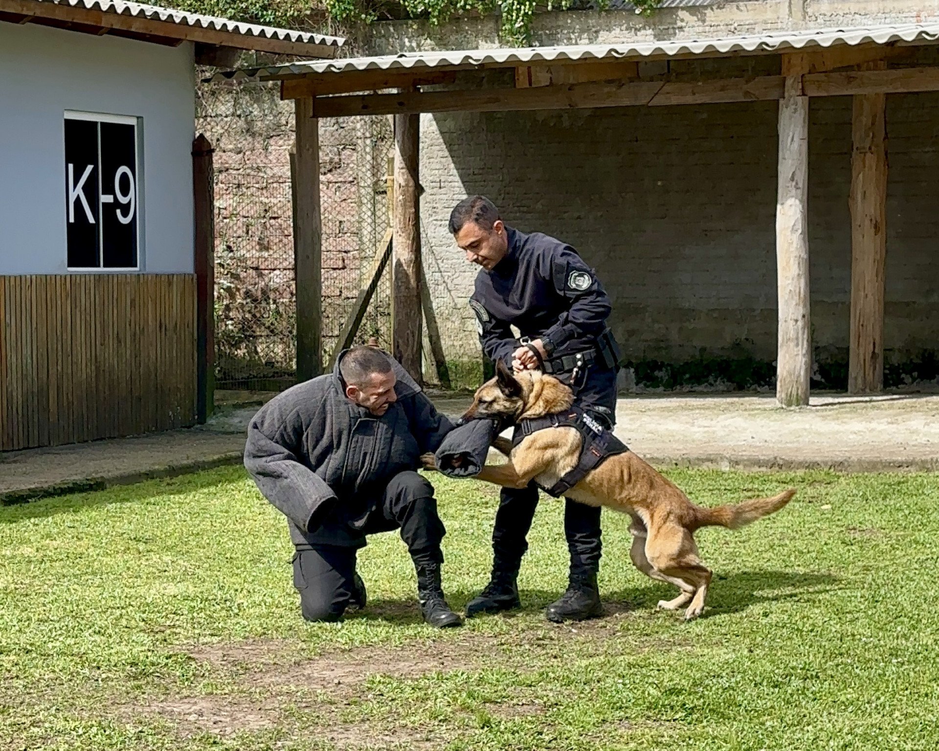 Faro, proteção e segurança: Cães treinados auxiliam no trabalho de policiais dentro dos presídios da região