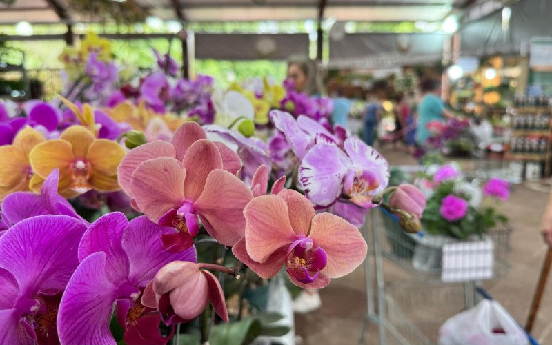 Exuberância das flores encanta o Núcleo de Casas Enxaimel