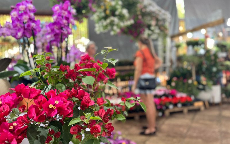 Exuberância das flores encanta o Núcleo de Casas Enxaimel