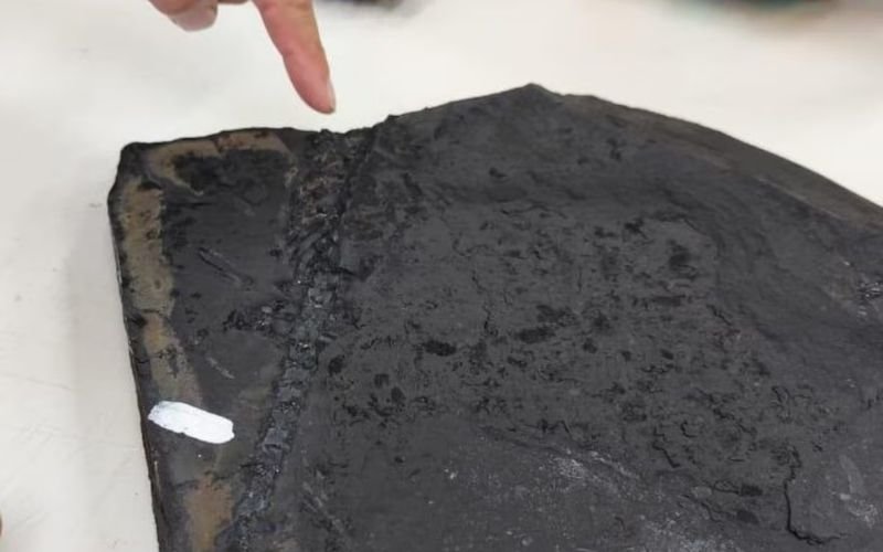 Como fósseis de lagarto mais antigo que dinossauros impediram obra em rodovia no Paraná