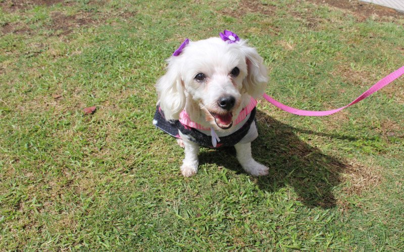 Pet Concurso