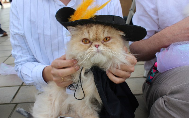 Prince, o Gato de Botas | abc+