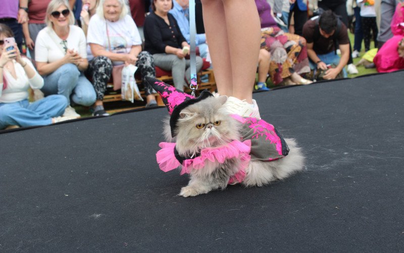 Pet Concurso