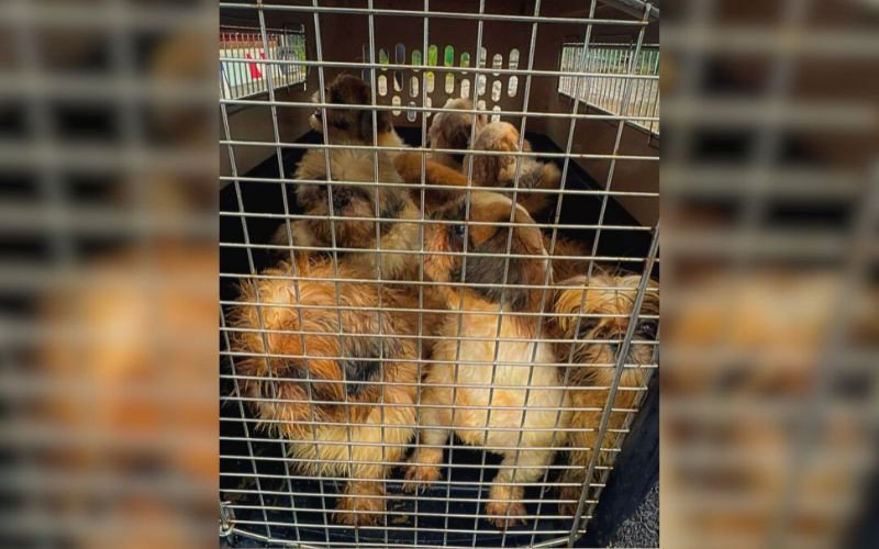 Veterinário é preso por manter criadouro clandestino com dezenas de animais em situação de maus-tratos no Vale do Sinos | abc+