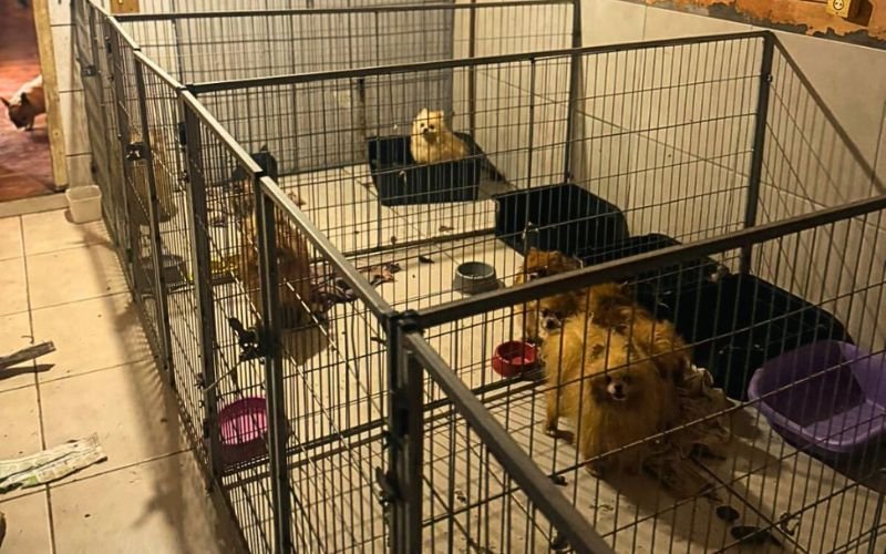 "Animais com tumores, cegos e podres": Veterinário é preso por manter criadouro clandestino com dezenas de animais em situação de maus-tratos no Vale do Sinos