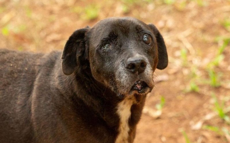 O Ceguinho, carinhoso cãozinho que viveu por mais de uma década no Canil Municipal de São Leopoldo, ganhou a oportunidade de uma vida nova