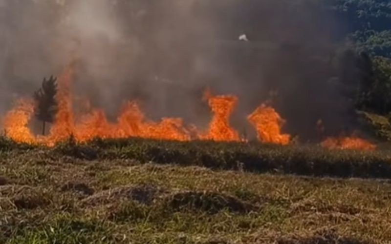 Bombeiros combatem chamas em área de mata em Campo Bom