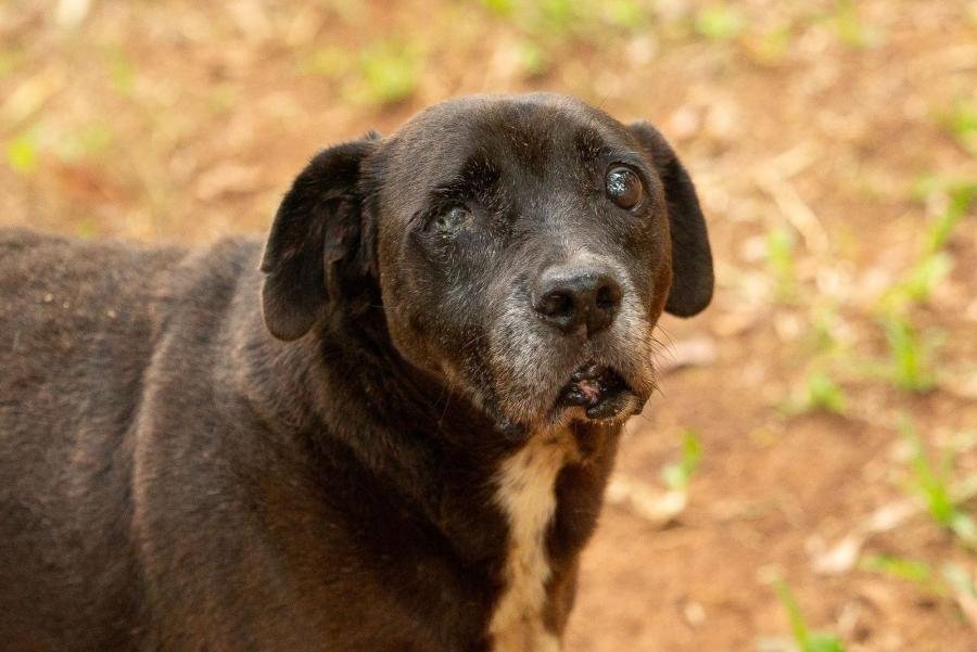 Cachorro Ceguinho faz parte da nova leva de animais adotados em São Leopoldo