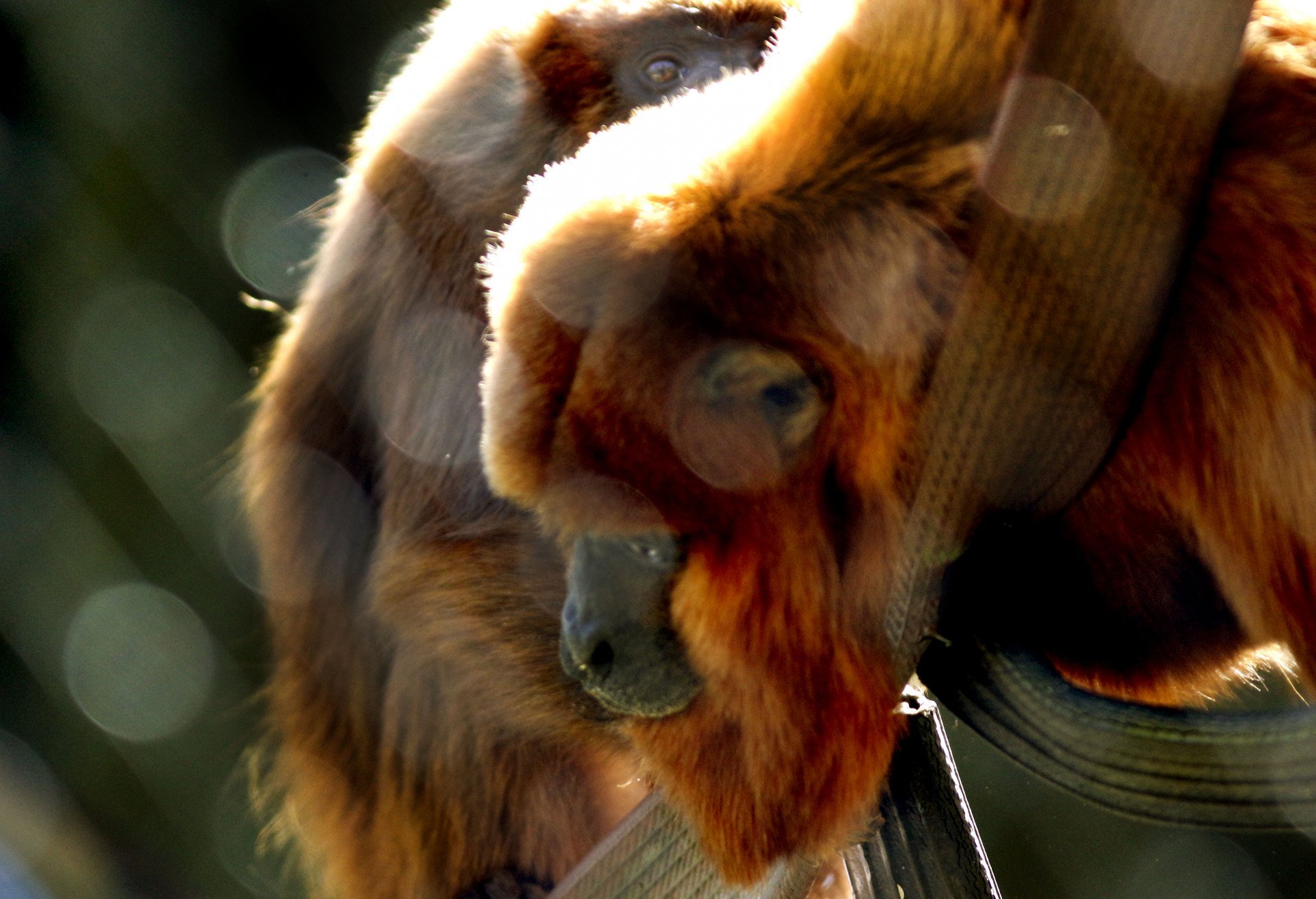 VÍDEO: Minizoo completa 20 anos de cuidados com os animais silvestres em Canoas
