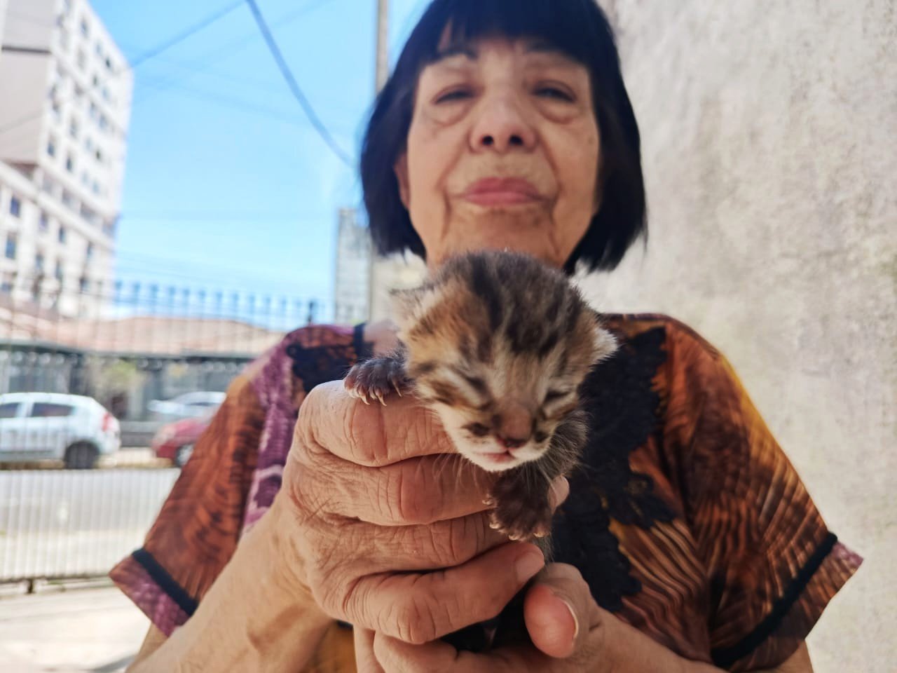 "Esqueceram de mim e dos meus filhos": aposentada que cuida de mais de 50 gatos em Canoas precisa de doações