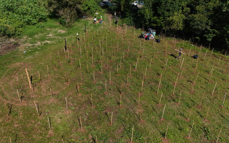 Plantio de mudas acontece nas margens do Rio Paranhana | abc+