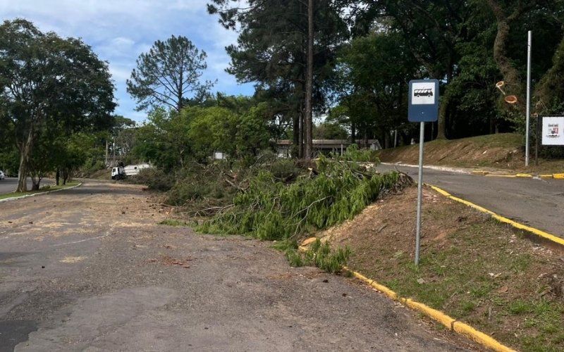 Confira como está o trânsito em avenida de Novo Hamburgo após corte de árvores de grande porte