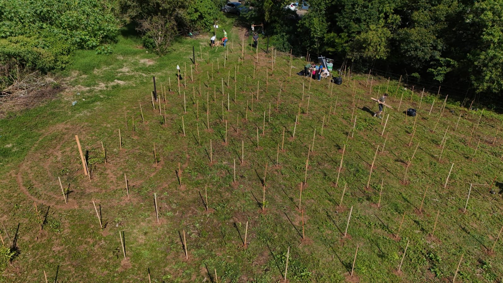 Após enchente de 2024, projeto voluntário trabalha para recuperar a mata ciliar às margens do Rio Paranhana