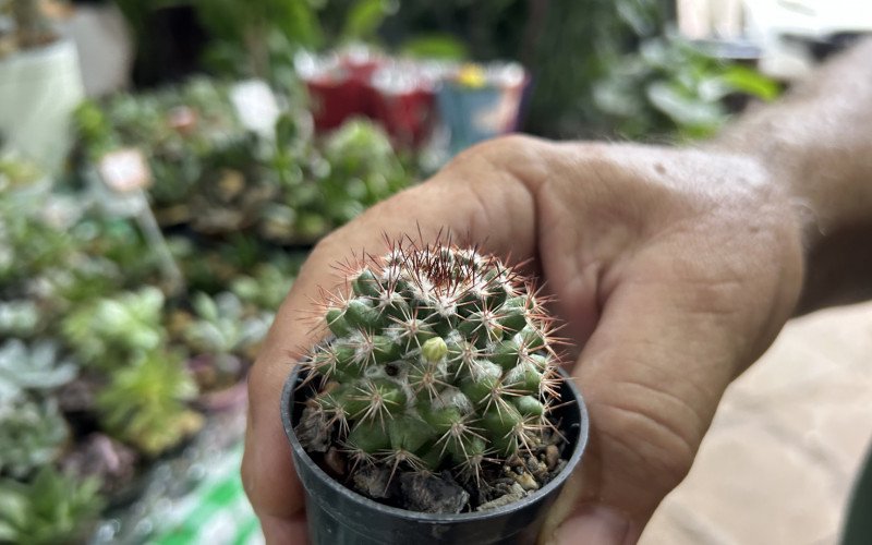 Cactos e suculentas viraram os "xodós" para todas as idades, da criança ao idoso